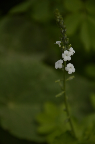 Image of Priva cordifolia by (c) Siddarth Machado, some rights reserved (CC BY)