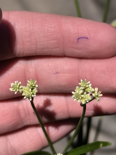 Pfaffia glomerata, photograph 6