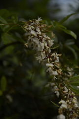 Derris scandens