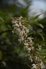 Derris scandens