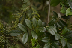 Derris scandens