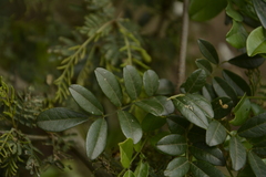 Derris scandens