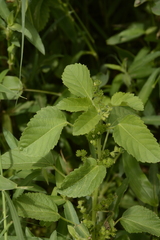 Acalypha malabarica