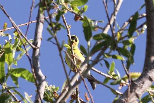 iNaturalist observation photo of American Goldfinch