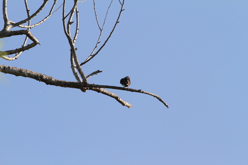 iNaturalist observation photo of Swallows and Martins