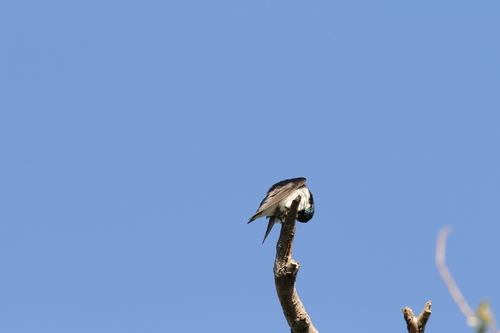 iNaturalist observation photo of Tree Swallow