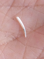Gadilidae
