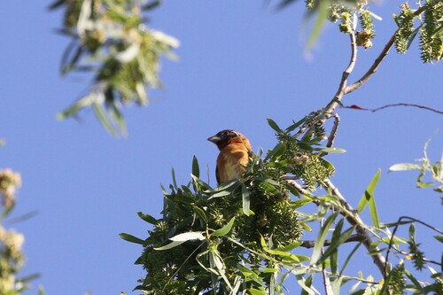 iNaturalist observation photo of Black-headed Grosbeak