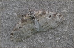Lobophora