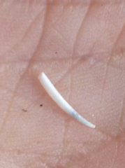 Gadilidae