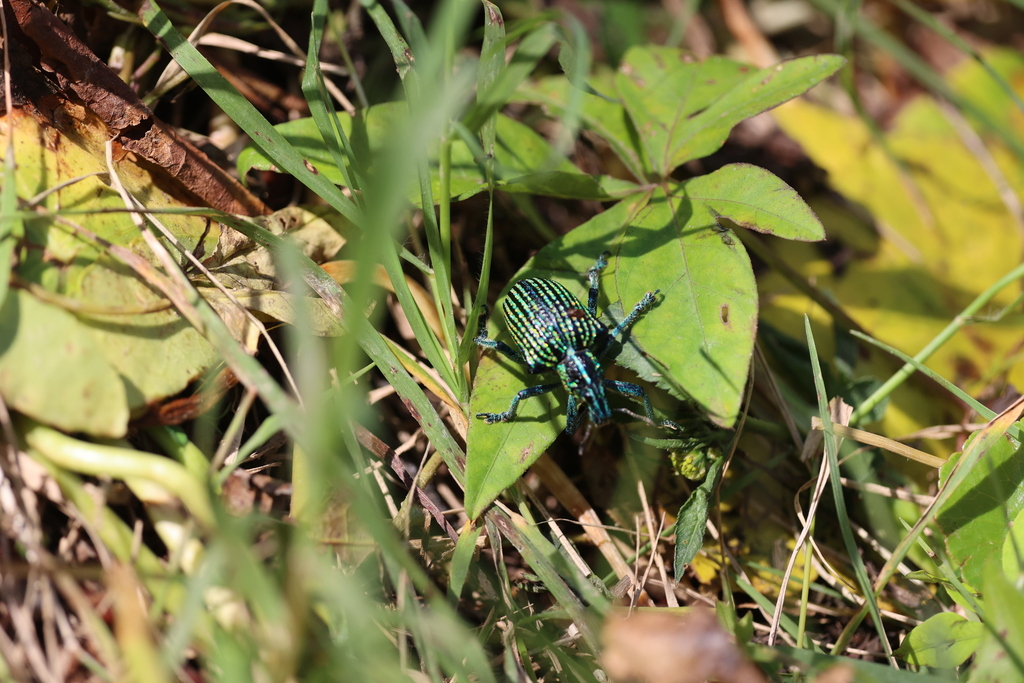 Entimus sastrei