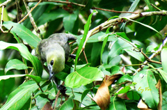Thraupis palmarum