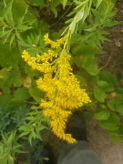 Solidago