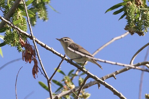 iNaturalist observation photo of Western Warbling Vireo