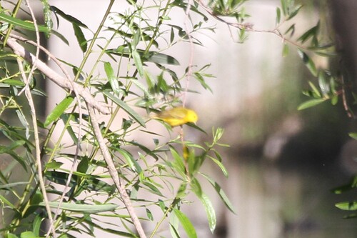 iNaturalist observation photo of Northern Yellow Warbler