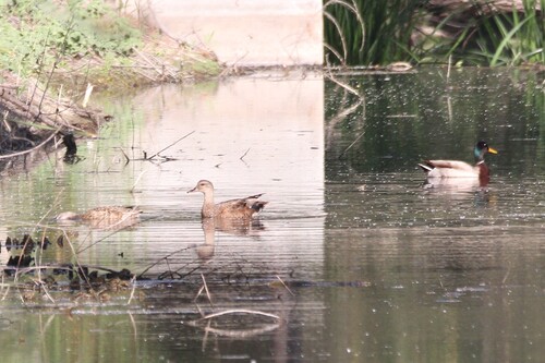 iNaturalist observation photo of Mallard