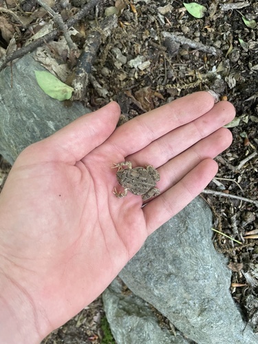 Fowler's Toad