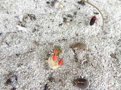 Dysdercus fulvoniger