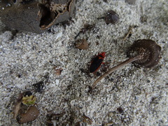Dysdercus fulvoniger
