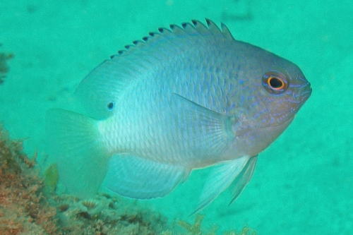 Silty damsel (Pomacentrus limosus) — Pomacentridae — 5