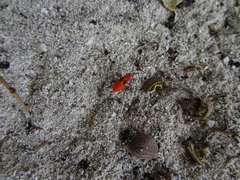 Dysdercus fulvoniger