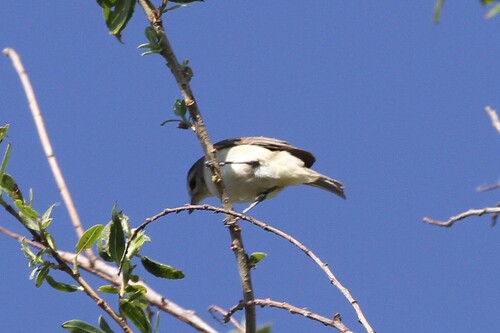 iNaturalist observation photo of Western Warbling Vireo