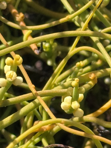 Cassytha filiformis observed 2025-05-11