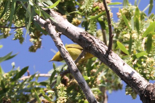 iNaturalist observation photo of Northern Yellow Warbler