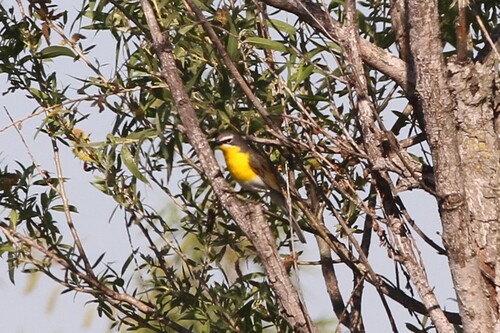 iNaturalist observation photo of Yellow-breasted Chat