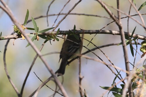 iNaturalist observation photo of Empidonax Flycatchers