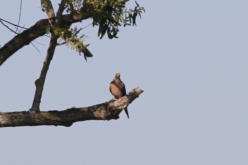 iNaturalist observation photo of Mourning Dove