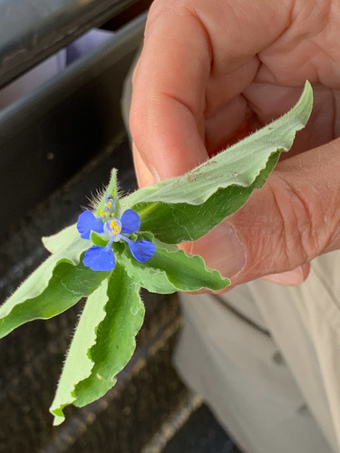 Commelina benghalensis image