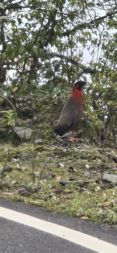 Satyr Tragopan (Tragopan satyra), photo 3