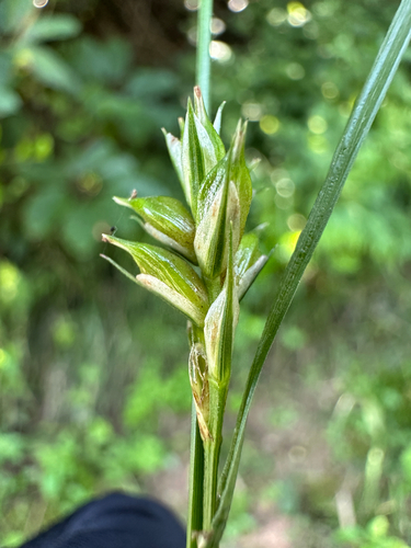 Carex kagoshimensis iNat (1)