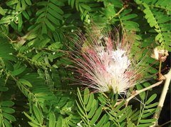 Calliandra riparia
