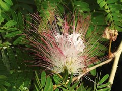Calliandra riparia