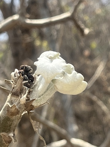Senecio bombycopholis Bullock 2