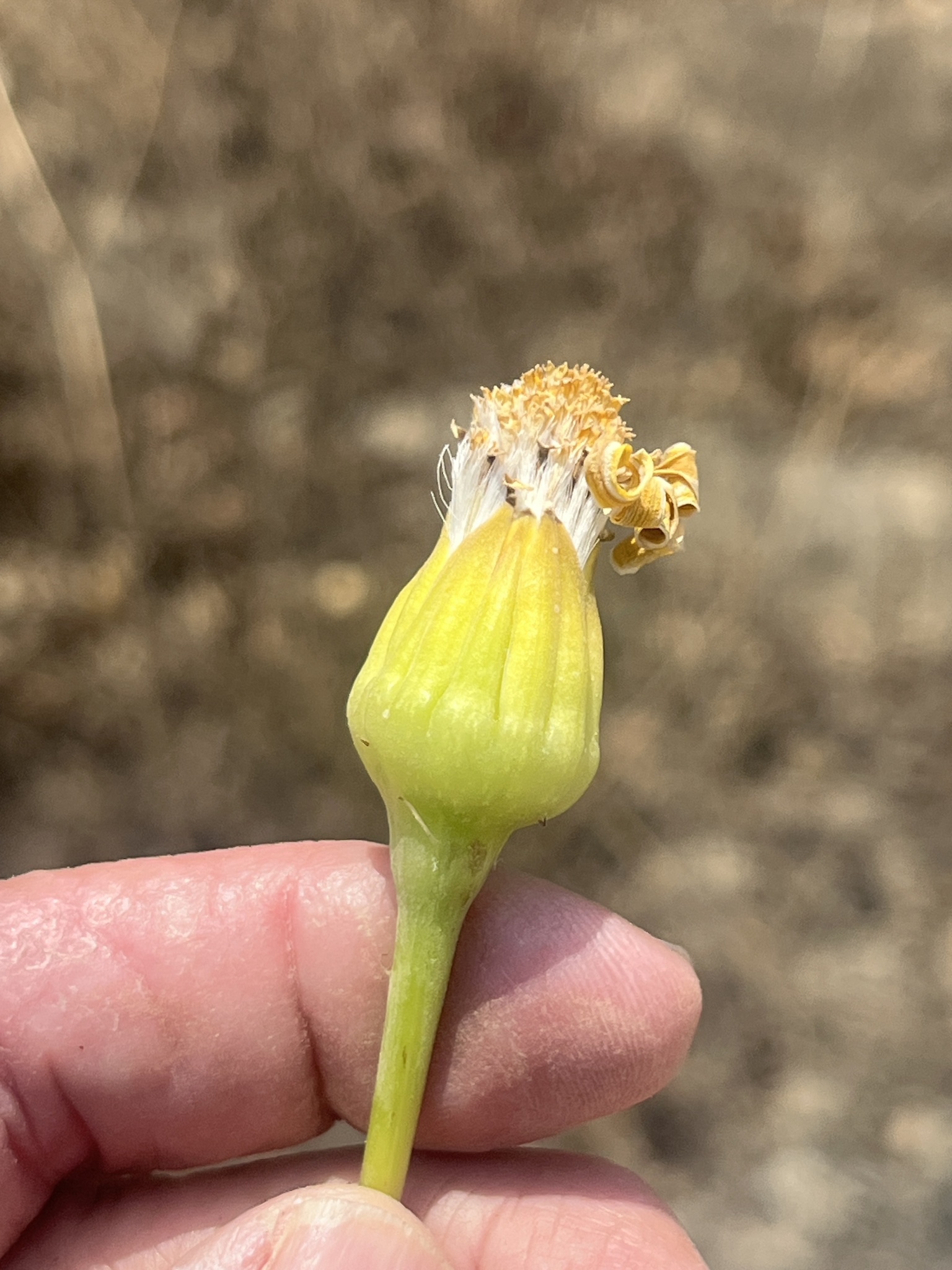 Pittocaulon bombycophole