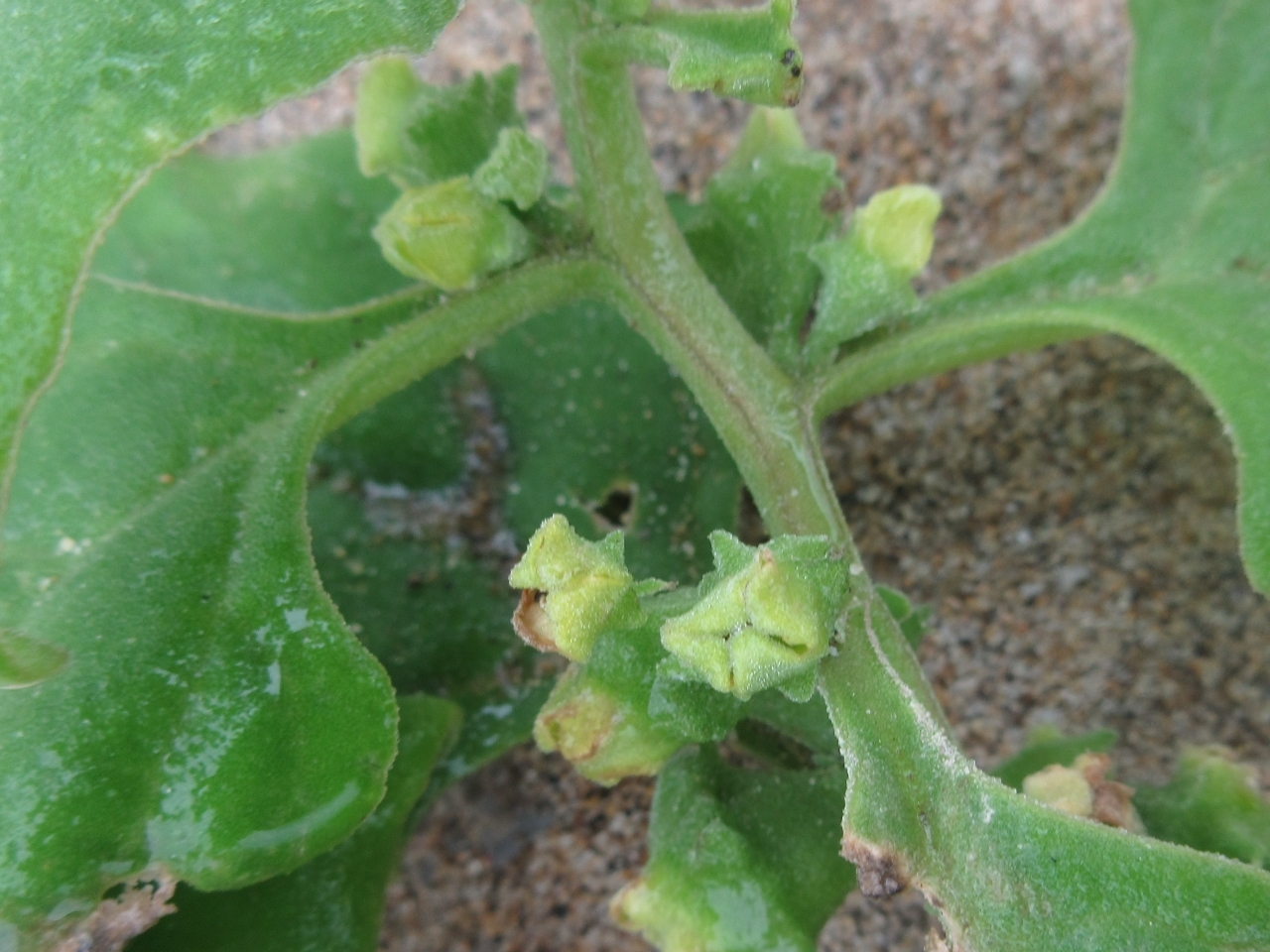 Tetragonia tetragonoides — ảnh 2