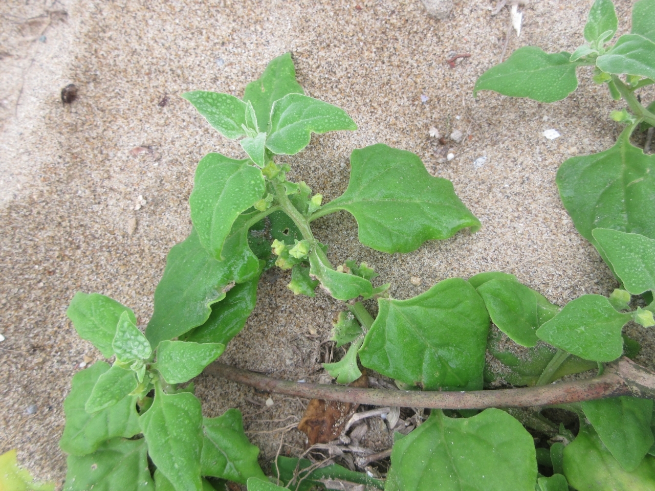 Tetragonia tetragonoides (Tetragonia tetragonoides)