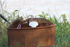 Placopecten magellanicus