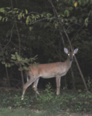 Odocoileus virginianus
