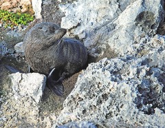 Arctocephalus