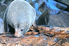 Arctocephalus