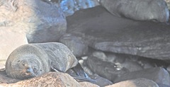 Arctocephalus