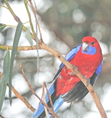 Platycercus elegans melanopterus