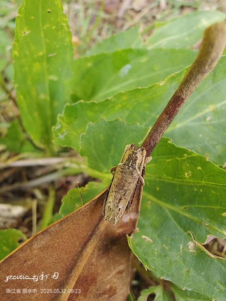 Kuatuniana