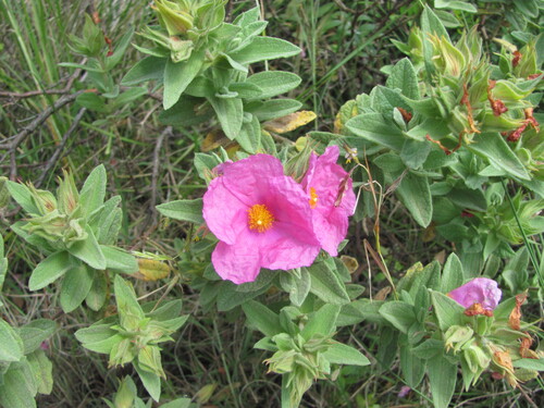 Cistus albidus