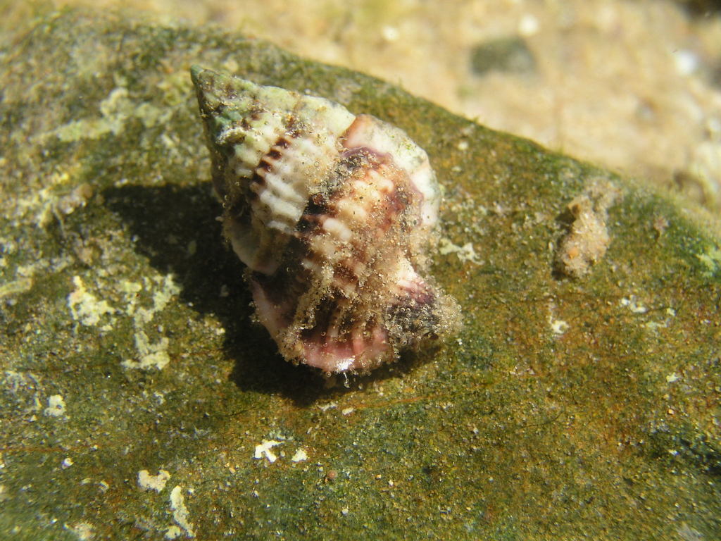 Purple-mouthed Kookaburra Whelk