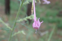 Ipomopsis macrosiphon